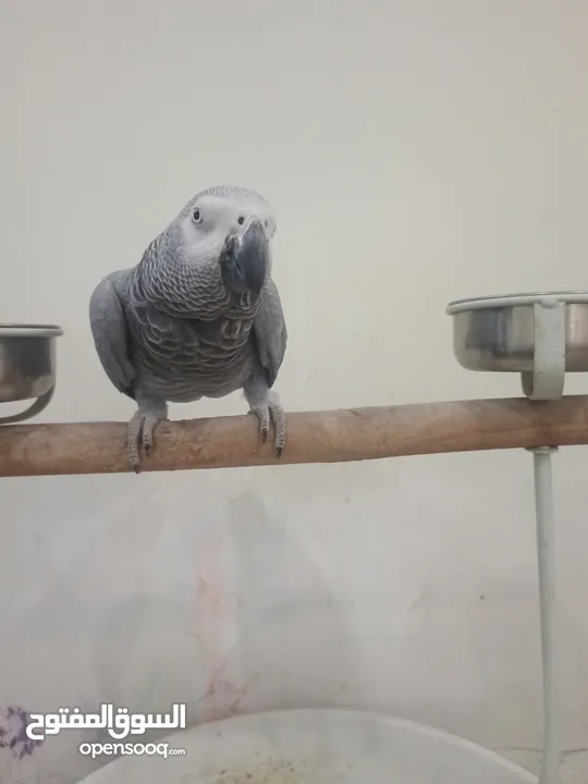 يتكلم وايد كلام