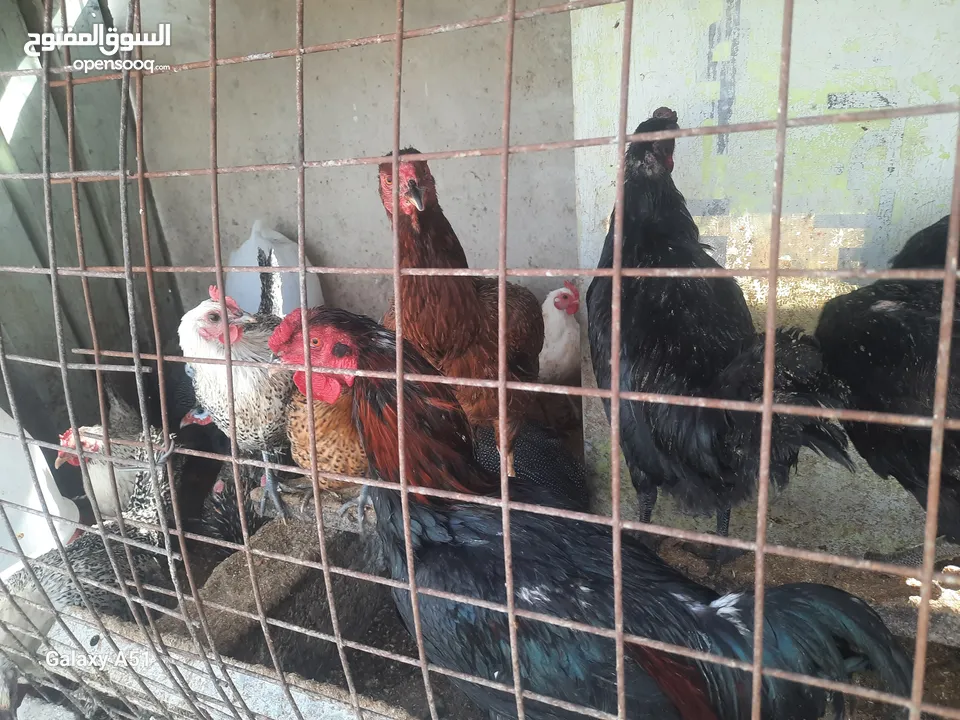 دجاج بلدي  وفرعوني وفيومي ولمبرغين