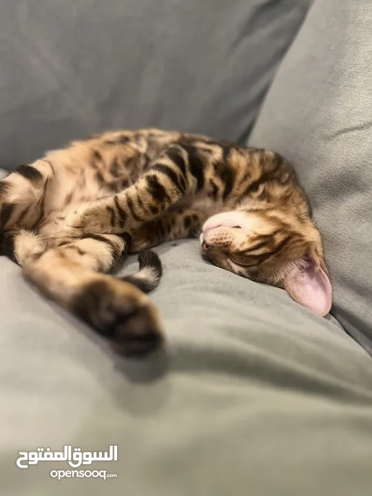 FOR SALE: Bengal Cat