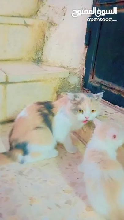 قطط شيرازي