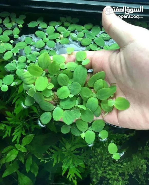 سمك ، نبات طافي طبيعي لأحواض السمك (مفيد للـ سمك) من نوع Dwarf water lettuce