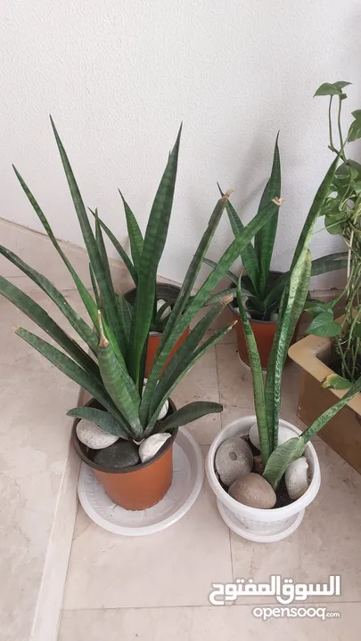 indoor plant