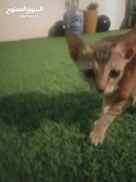 Cats for adoption and free قطط للتبني مجانا