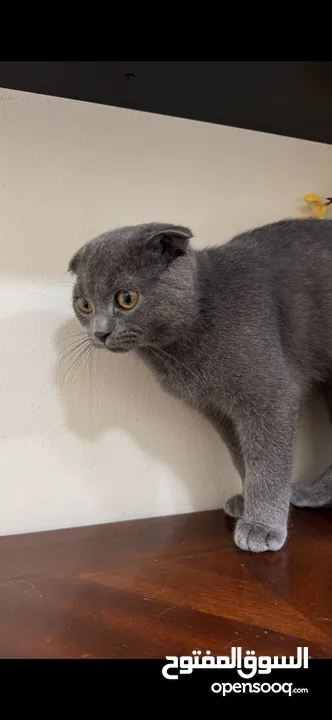 British shorthair and Scottish fold(gray)