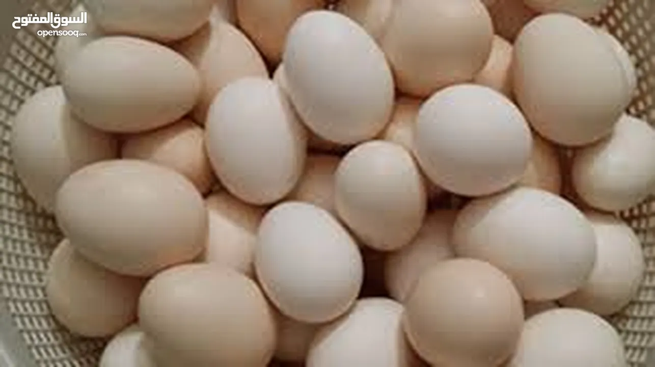 متاح بيض بلدي مخصب