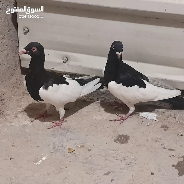 حمام للبيع جواج الجوز 10