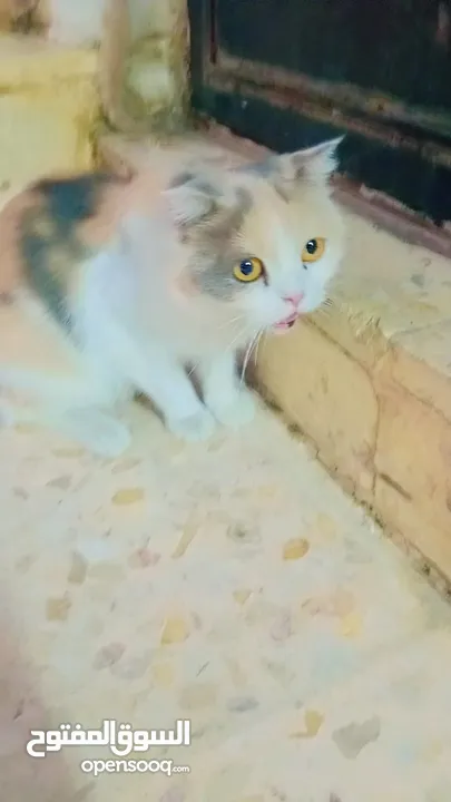 قطط شيرازي