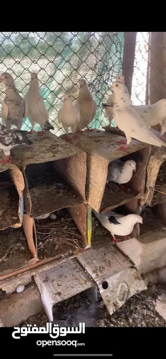 حمام للبيع