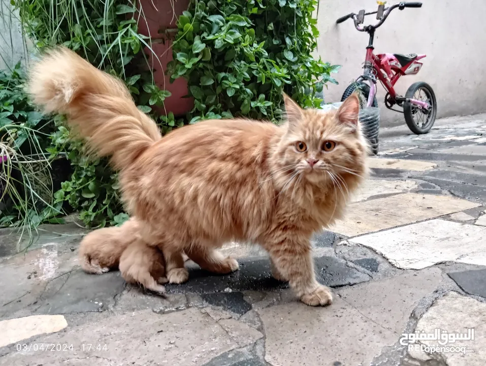 قطط شيرازي من المعدوم لون عسلي