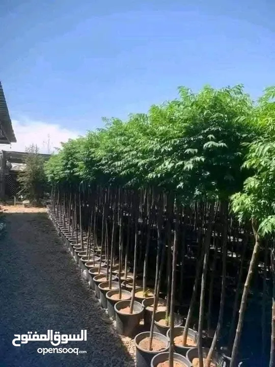 شجر الشماسي