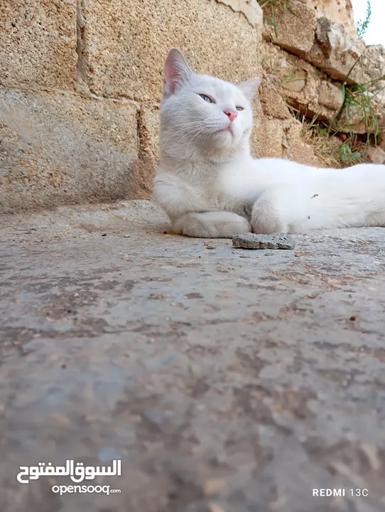 قط ابيض جميل جدا مع عينان زرقاوان و حالته الصحية جيدة و هادا و مرح وكن غير مدرب