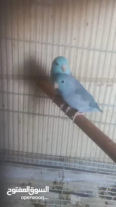 Parrotlet parents with. 4 chiks.. with cage mini love bird's pair with 4. chiks