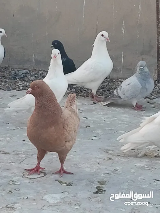 حمام فرنسي للبيع الفرنسي و اللاهور  بايع كوم كامل للاستفسار عنهم