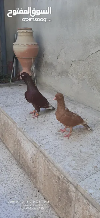 حمام للبيع