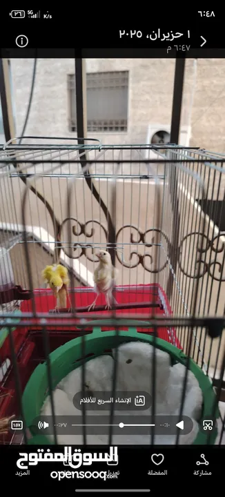 جوز كنار بندوق جنوبي وجيبسوسو