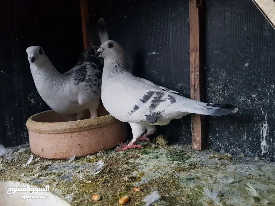 3 اجواز حمام شغالات للبيع