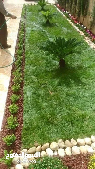 نجيل طبيعي نجيل ديكوندرا