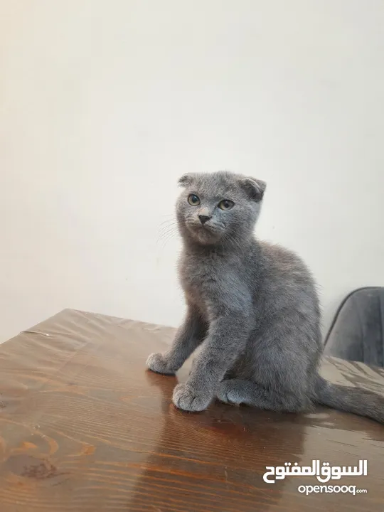 scottish fold kitten  سكوتش فولد كتن جميلة