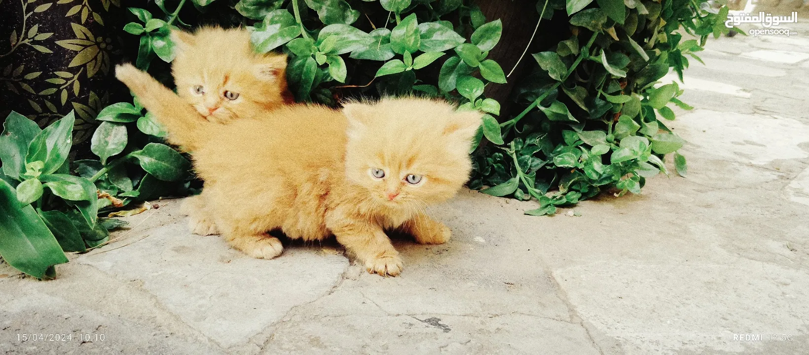 قطط شيرازي من المعدوم لون عسلي