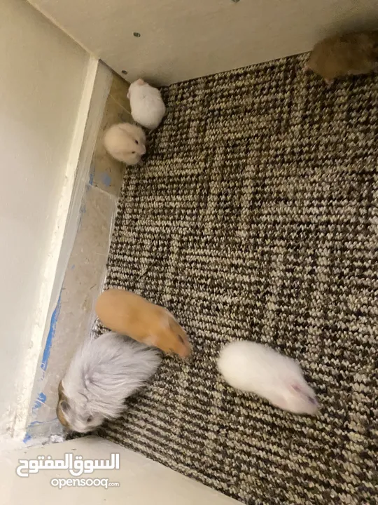 hamster هامستر للبيع عدد 7
