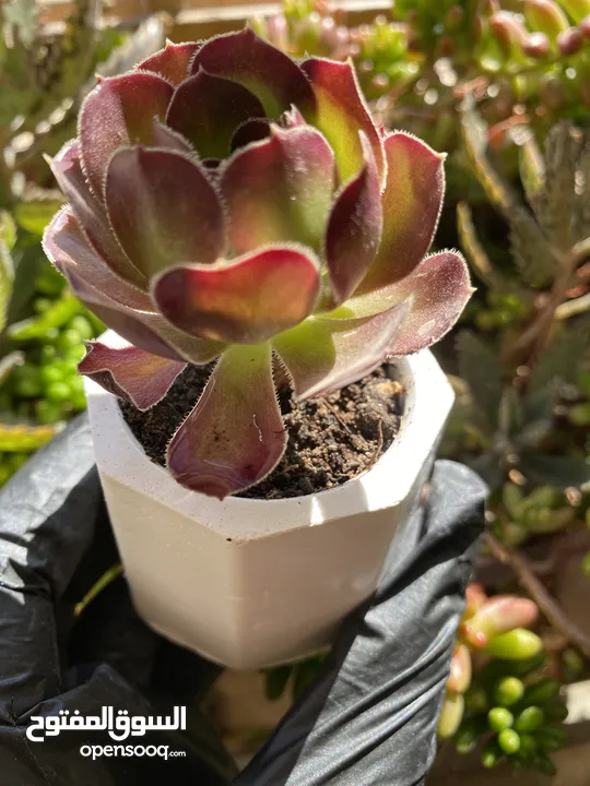 توزيعات هدايا