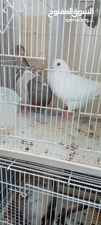 Big pigeon  male and female for sale