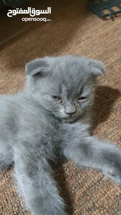 Scottish fold Pure  سكوتش فولد بيور