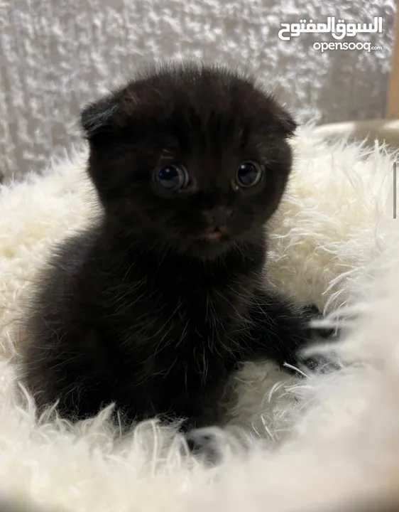 Scottish and British Kittens, 45 days old