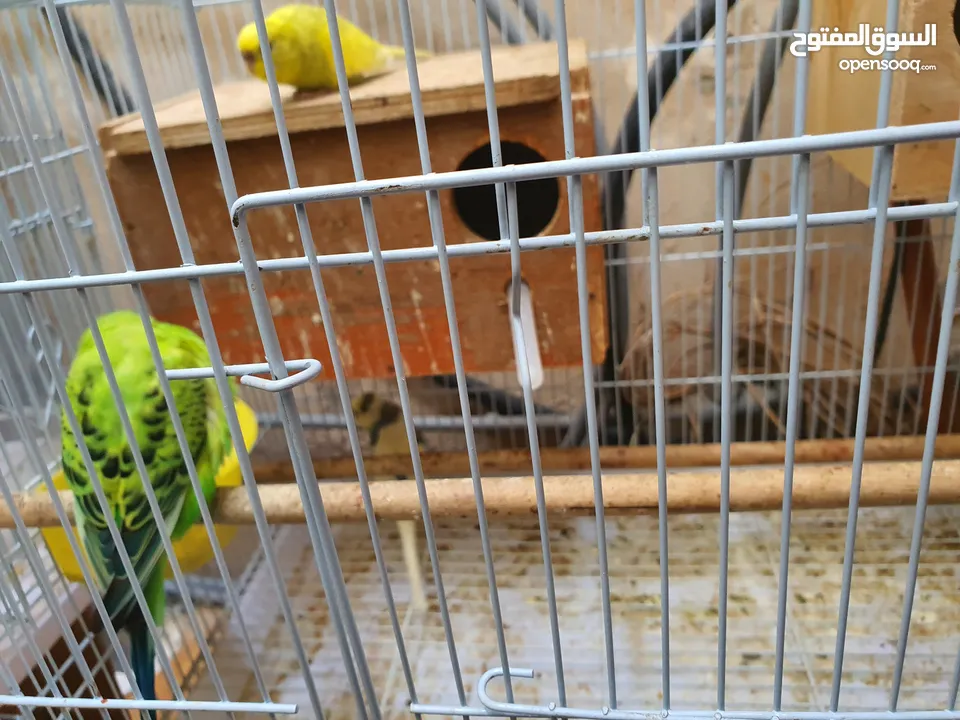 lovebirds with Cage for sale