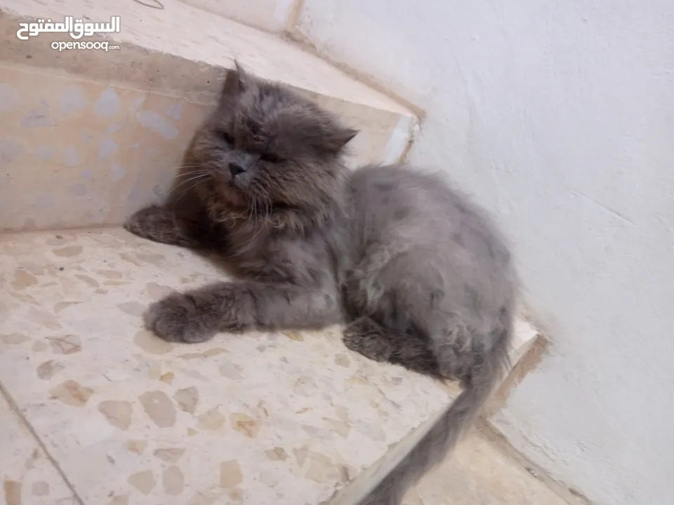قط للبيع بسعر مناسب