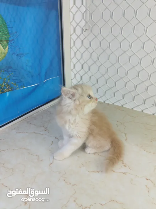 Scottish fold, Rag doll, British Short hair kittens.