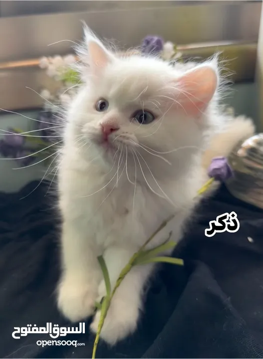 اربع قطط مكس هملايا وشيرازي انغورا للبيع :)