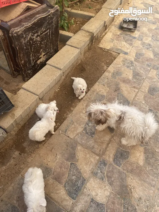 جراوه فرنسي للبيع
