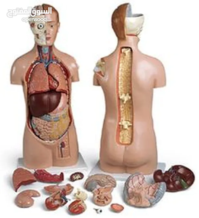مجسمات تعليمية لأعضاء جسم الإنسان. توصيل لجميع المحافظات