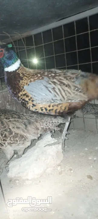 طقم فازنت انثايتين وذكر بياضات