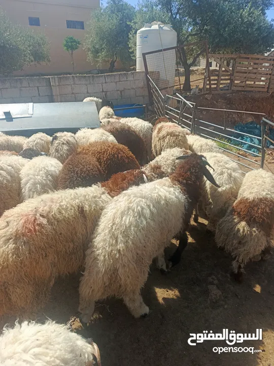 خرفان صلو علا النبي التواصل  انزل علا الوصف