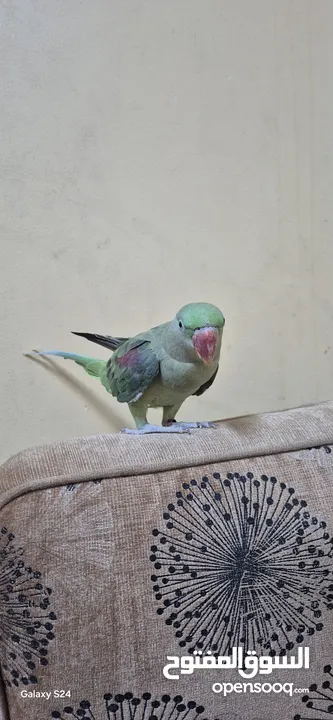 متوة نثية نيبالية أليفة ومتكلمة