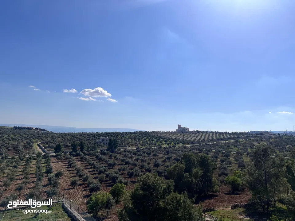 فرصة العمر مزرعة زيتون راقية  طريق اربد عمان كافه الخدمات 17 دونم و نص منتجه