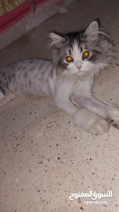 قطتين للبيع