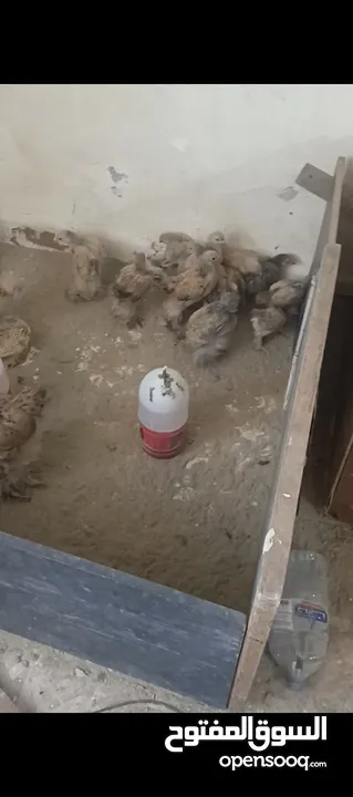 صيصان براهمي للبيع