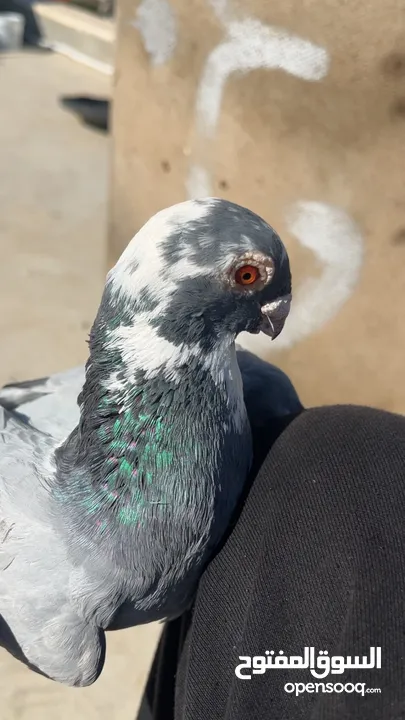 حمام للبيع السبب ال اعتزال سعر حرق