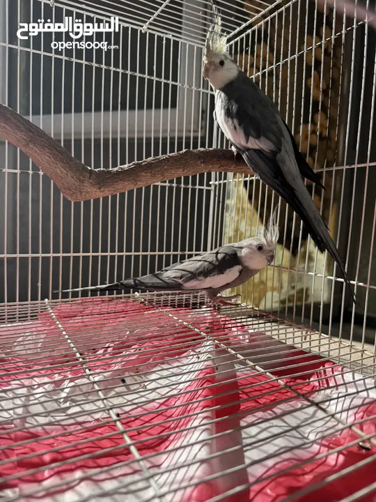 Cockteil Male WF and Creamy Face for Sale