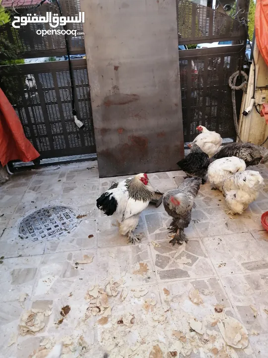 بسم الله الرحمن الرحيم متوفر 14 ديك براهما للبيع في عمان جبل الزهور