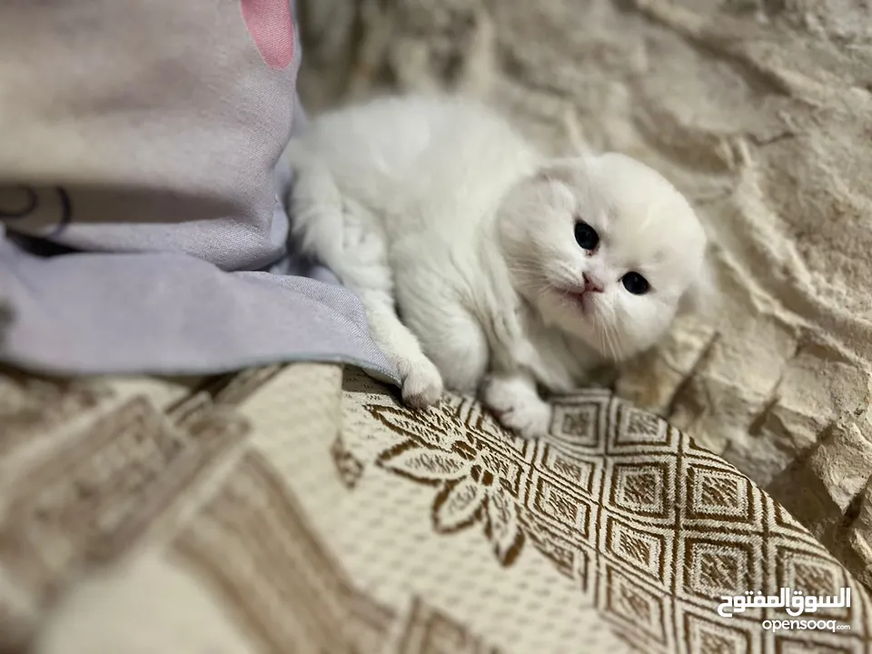 قطط سكوتش فولد