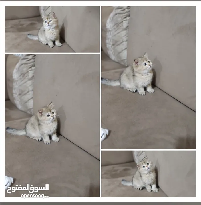 قطه سكوتش جولدن العمر 55 يوم النوع انثى