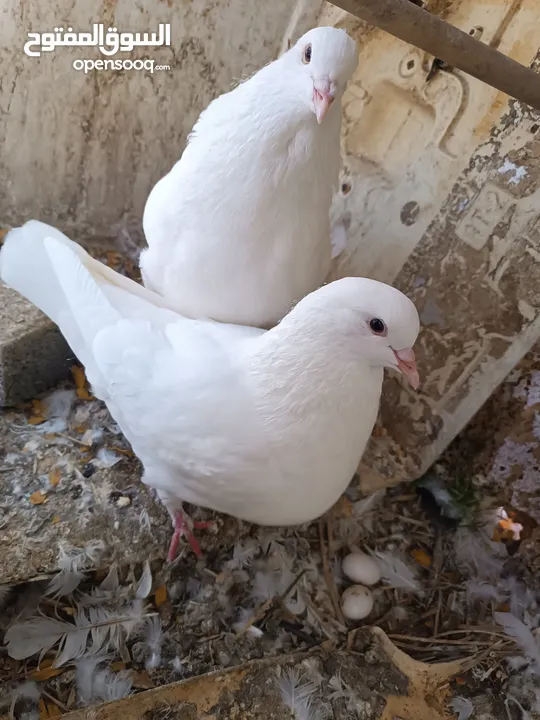 طيور مزرعه زرب الصواوين