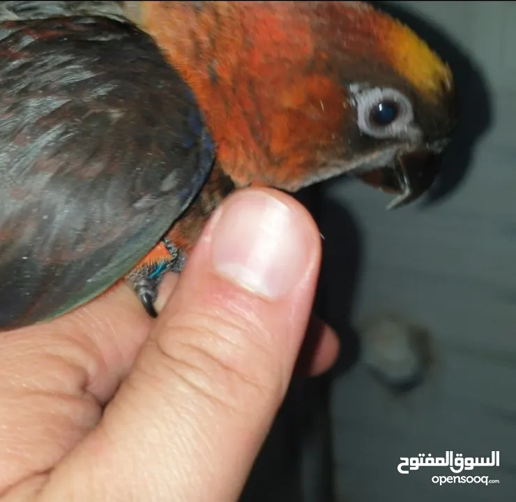 ببغاء لوري دسكي للزق اليدوي