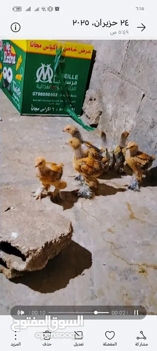 15 صرص براهما بف