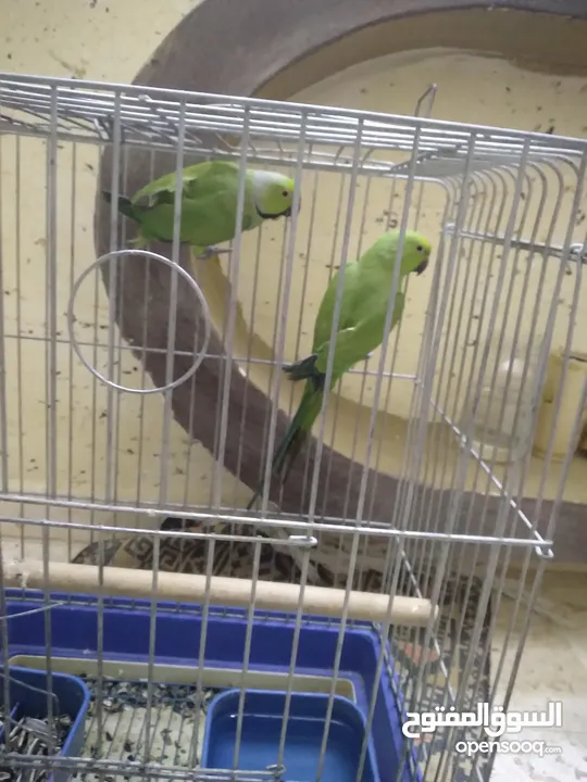 جوز ببغاء الدره السعر 70