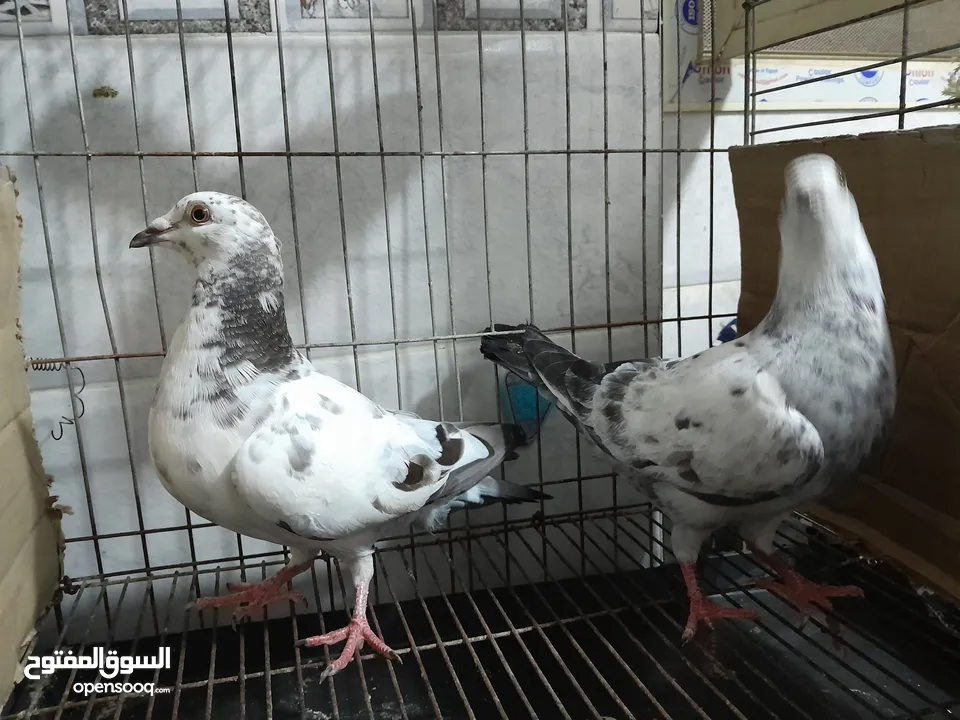 قصيين كرزلى القص زغلولين كشك بنيدى  شابةهزاز  دكر زايف بكستانى